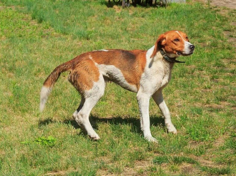 Brachet allemand