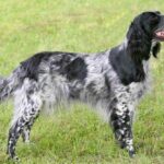 Large Münsterländer
