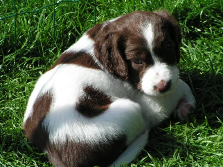 Chien de Perdrix de Drente