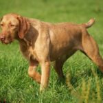 Угорська жорсткошерста вижла