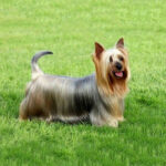 Australian Silky Terrier