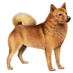 Finnish Spitz