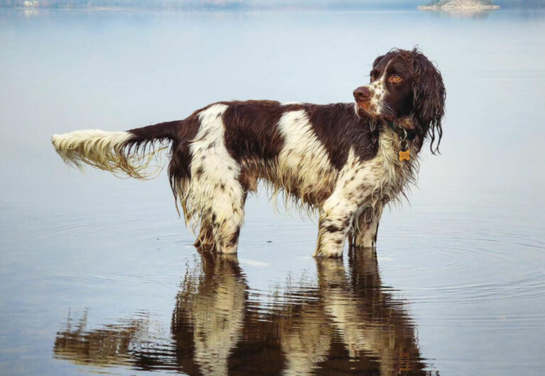 Spaniel francuski