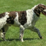 French Spaniel