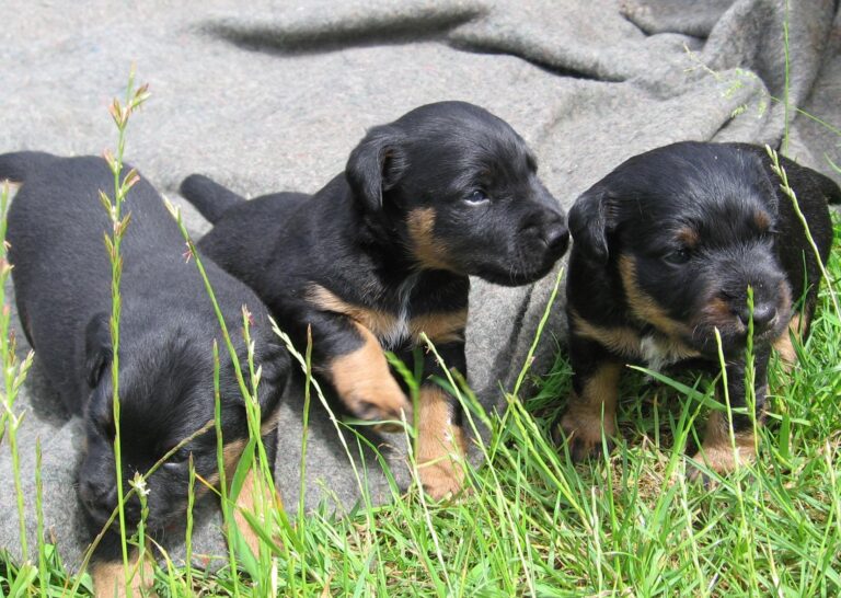 Niemiecki Jagdterrier
