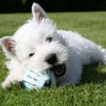 West highland white terrier