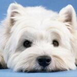West highland white terrier