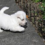 West highland white terrier