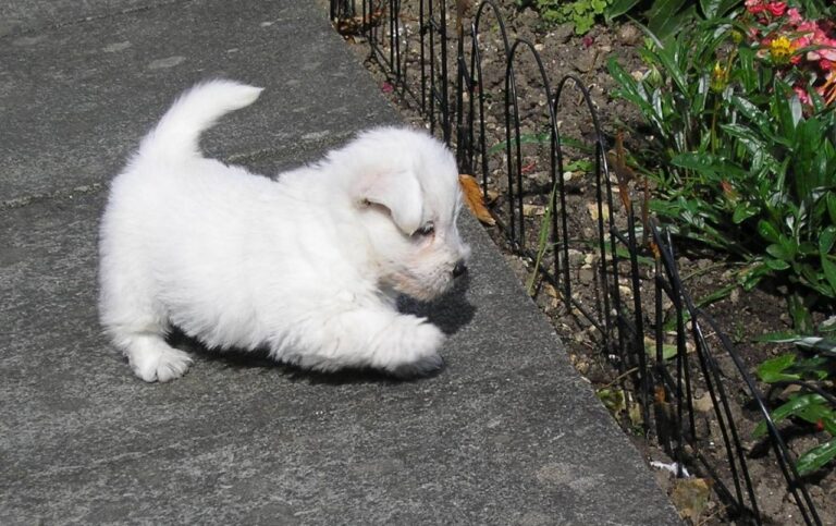 West highland white terrier