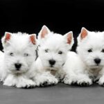 West highland white terrier