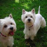 West highland white terrier