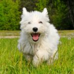 West highland white terrier