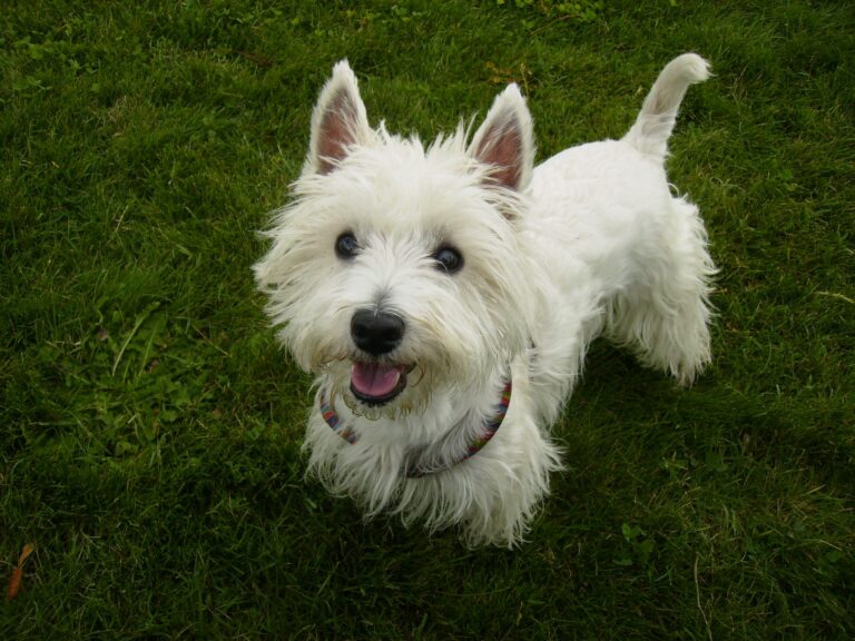 West highland white terrier