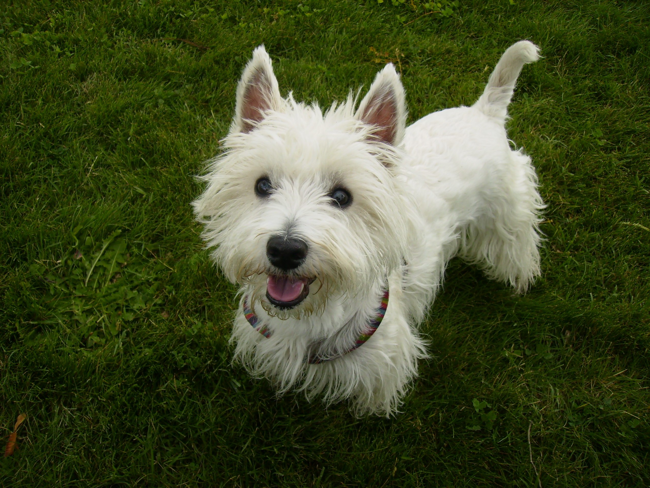West Highland White Terrier sentado na grama