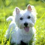 West highland white terrier