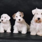 Sealyham Terrier