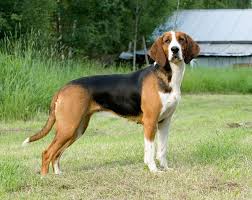 Finnish Hound