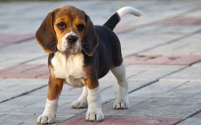 Beagle on grass