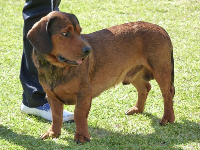 Alpine Dachsbracke