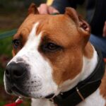 American Staffordshire Terrier