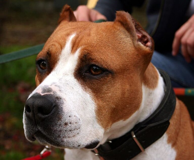American Staffordshire Terrier