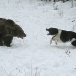 Karelian Bear Dog