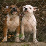 Staffordshire Bull Terrier