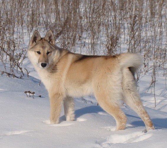 West Siberian Laika