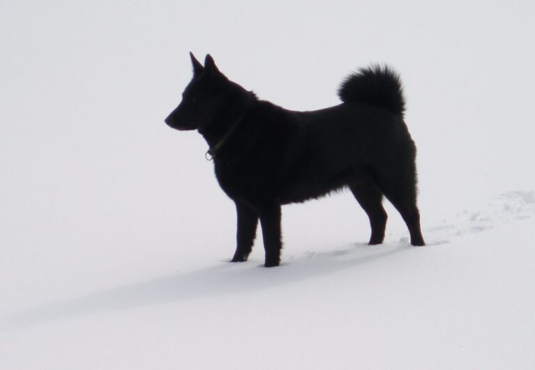 Czarny Norweski Elkhund