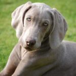 Веймаранер короткошерстий