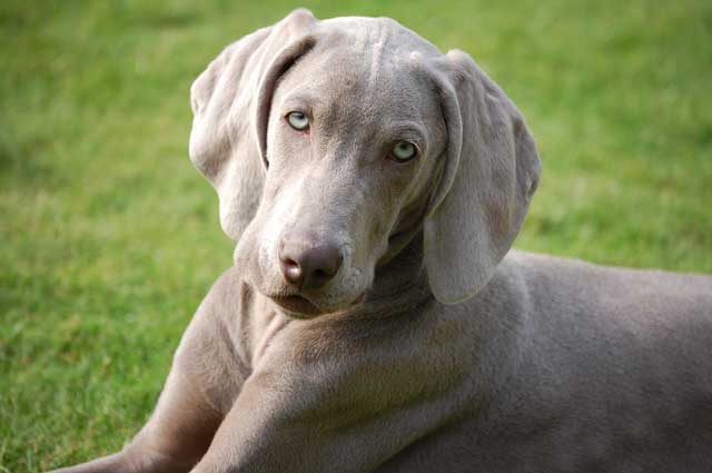 Shorthaired Weimaraner in nature