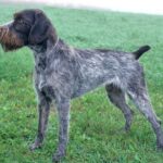 German Stichelhaar