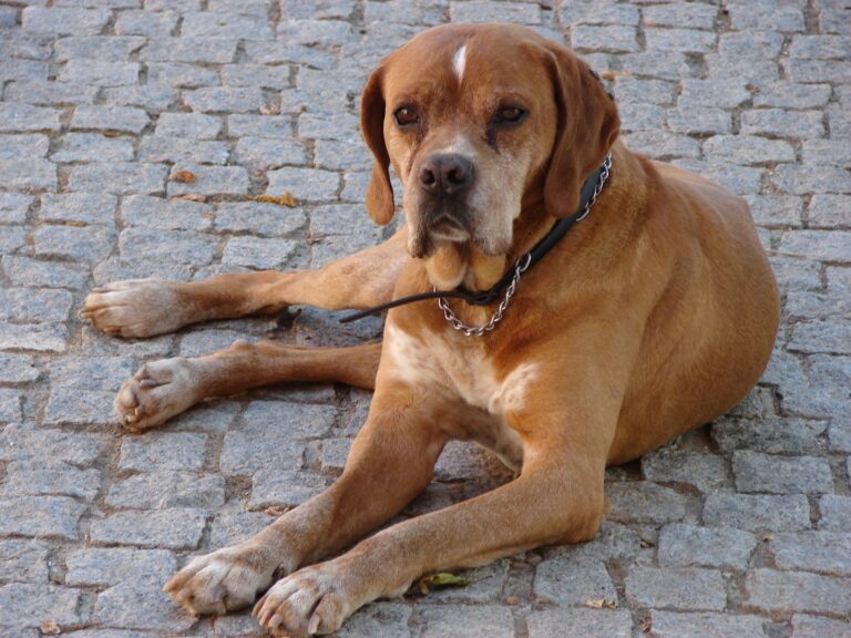 Portugiesische Vorstehhund