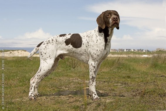 A French Pointing Dog (Gascogne type) sitting patiently.