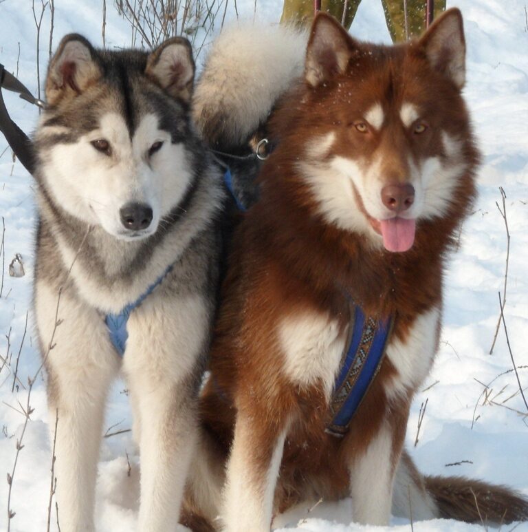 Alaskan Malamute