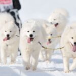 Самоїдський собака
