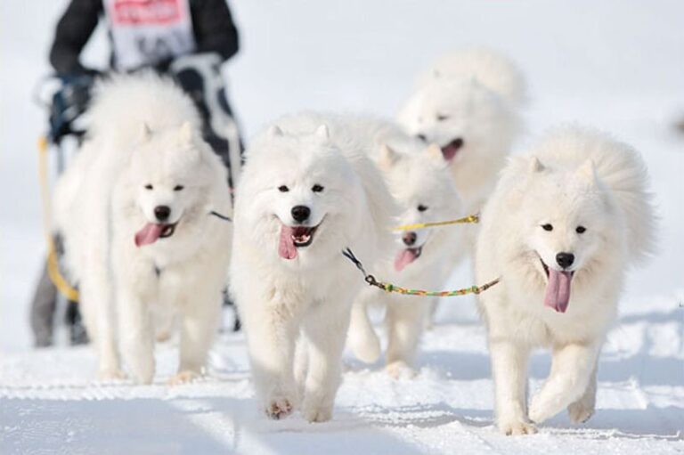 Samojed