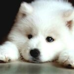Самоїдський собака