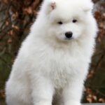 Самоїдський собака