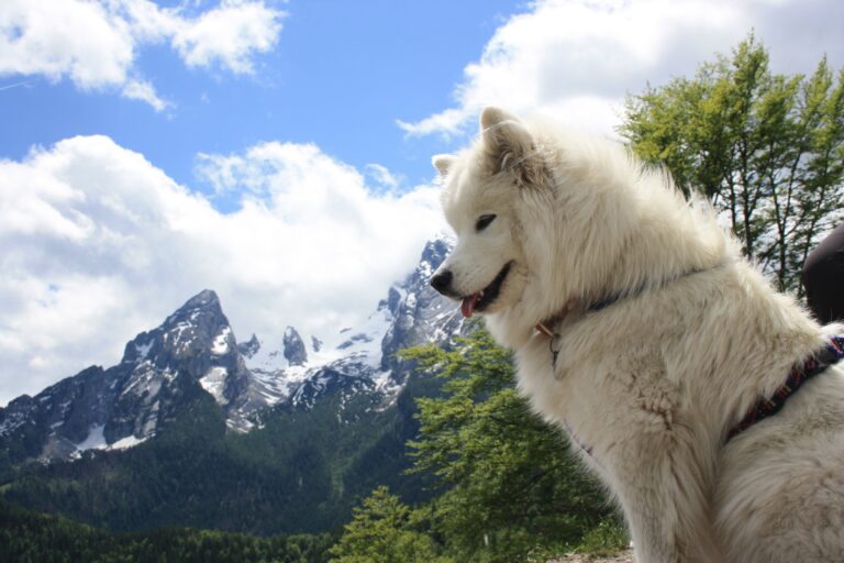 Samojed