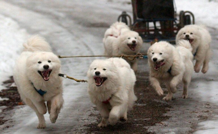 Samojed