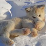 Гренландський собака (Гренландсхунд)