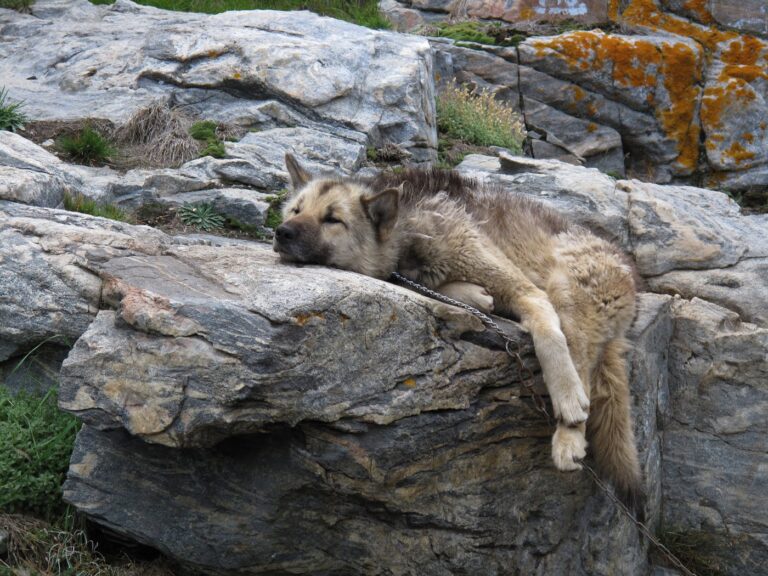 Chien du Groenland