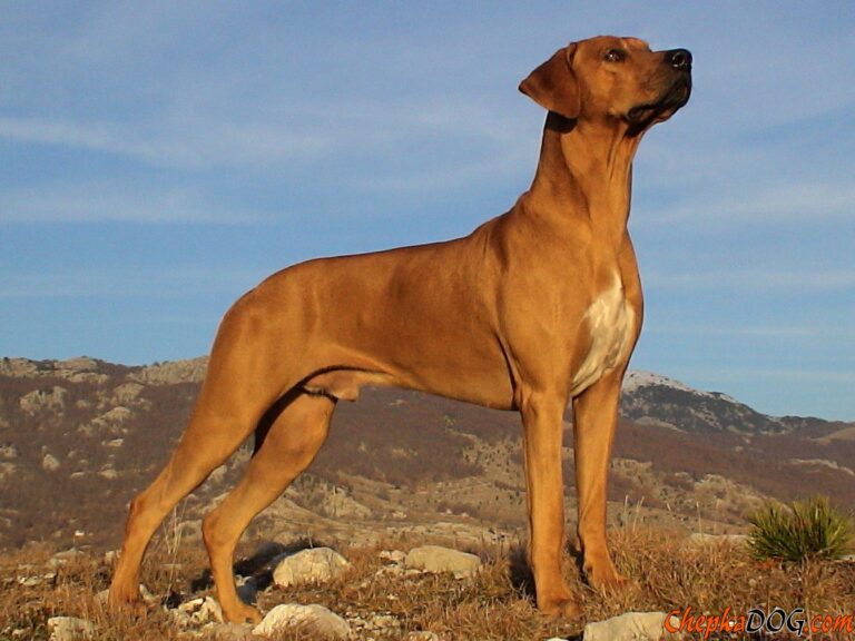 Rhodesian Ridgeback