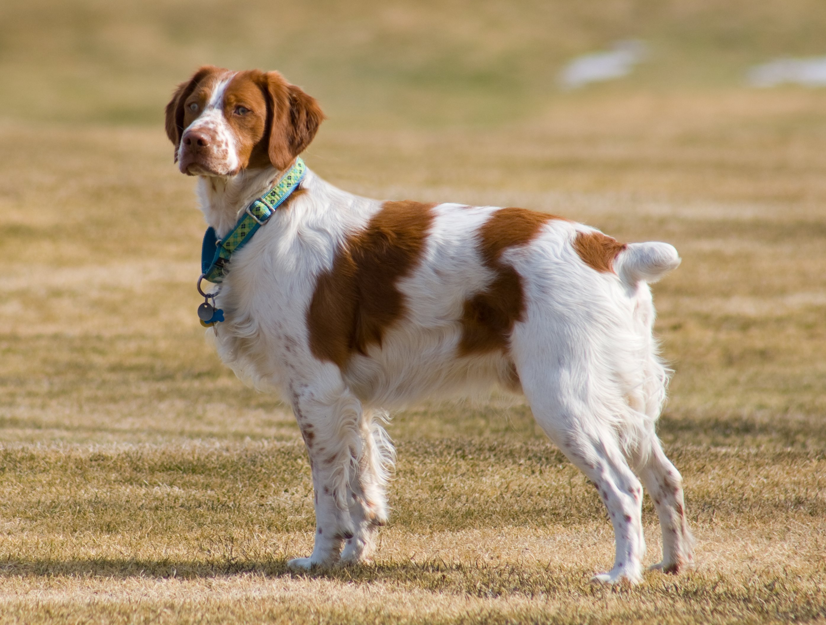 Spaniel bretoński szczeniak