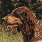 Spaniel da Picardia