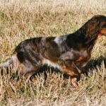 Spaniel da Picardia