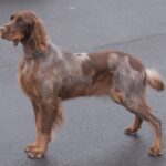 Spaniel da Picardia