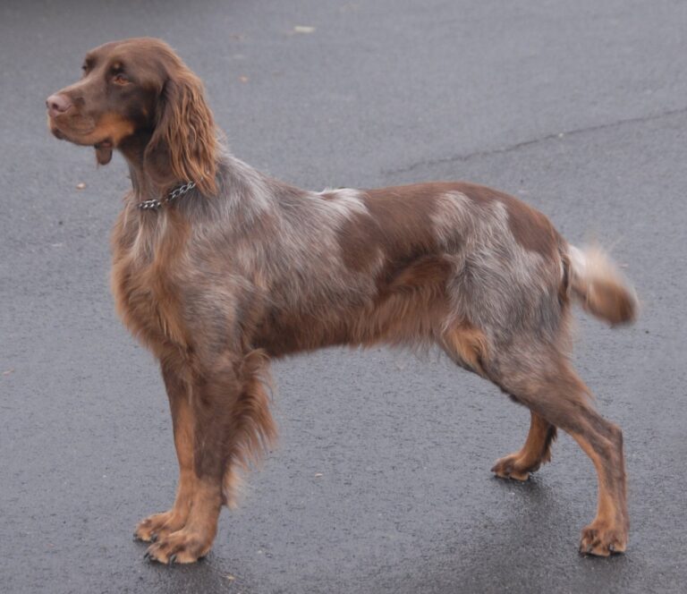 Picardy Spaniel