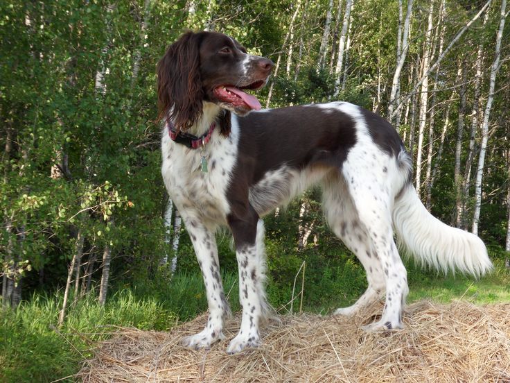 French Spaniel logo